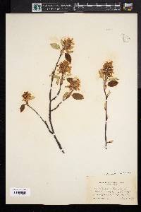 Amelanchier spicata image