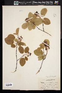 Amelanchier stolonifera image