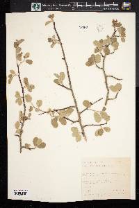 Amelanchier utahensis image