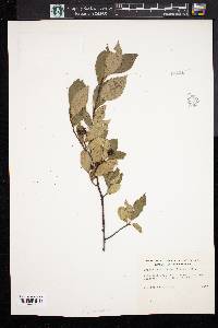 Aronia melanocarpa image