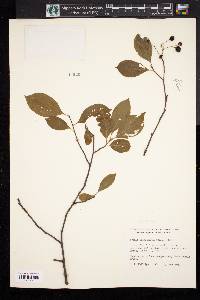 Aronia melanocarpa image