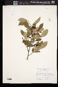 Aronia melanocarpa image