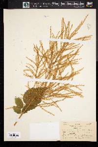 Aruncus dioicus image