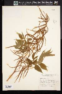 Aruncus vulgaris image