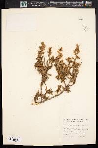 Chamaebatiaria millefolium image