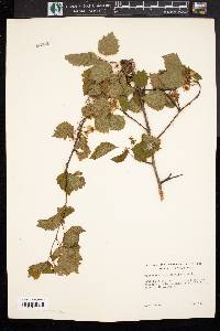 Crataegus chrysocarpa image