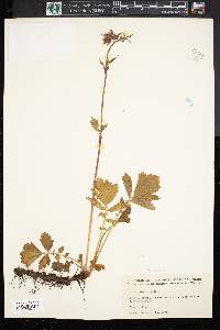 Geum rivale image