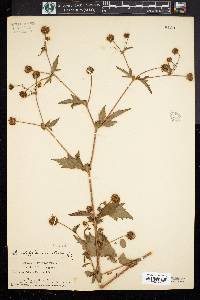 Geum aleppicum image