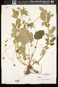 Geum vernum image