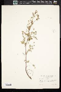 Potentilla argentea image