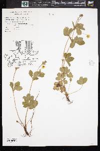 Potentilla canadensis image