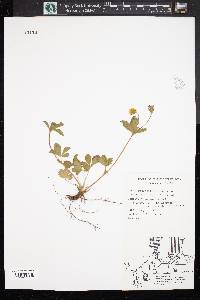 Potentilla canadensis image