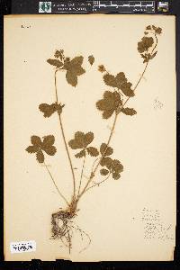 Potentilla canadensis image