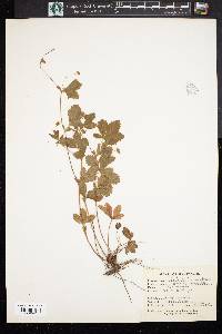 Potentilla canadensis image