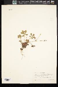 Potentilla canadensis image