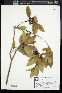 Prunus caroliniana image