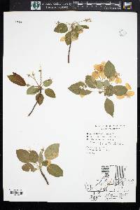 Pyrus coronaria image