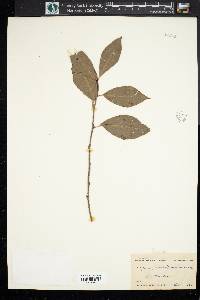 Aronia melanocarpa image