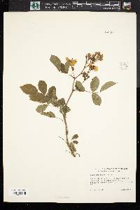 Rosa multiflora image