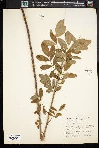 Rosa palustris image