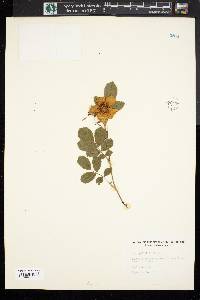 Rosa palustris image