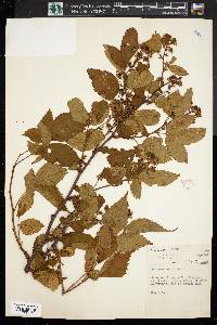 Rubus canadensis image