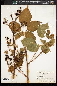 Rubus canadensis image