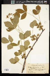 Rubus clandestinus image