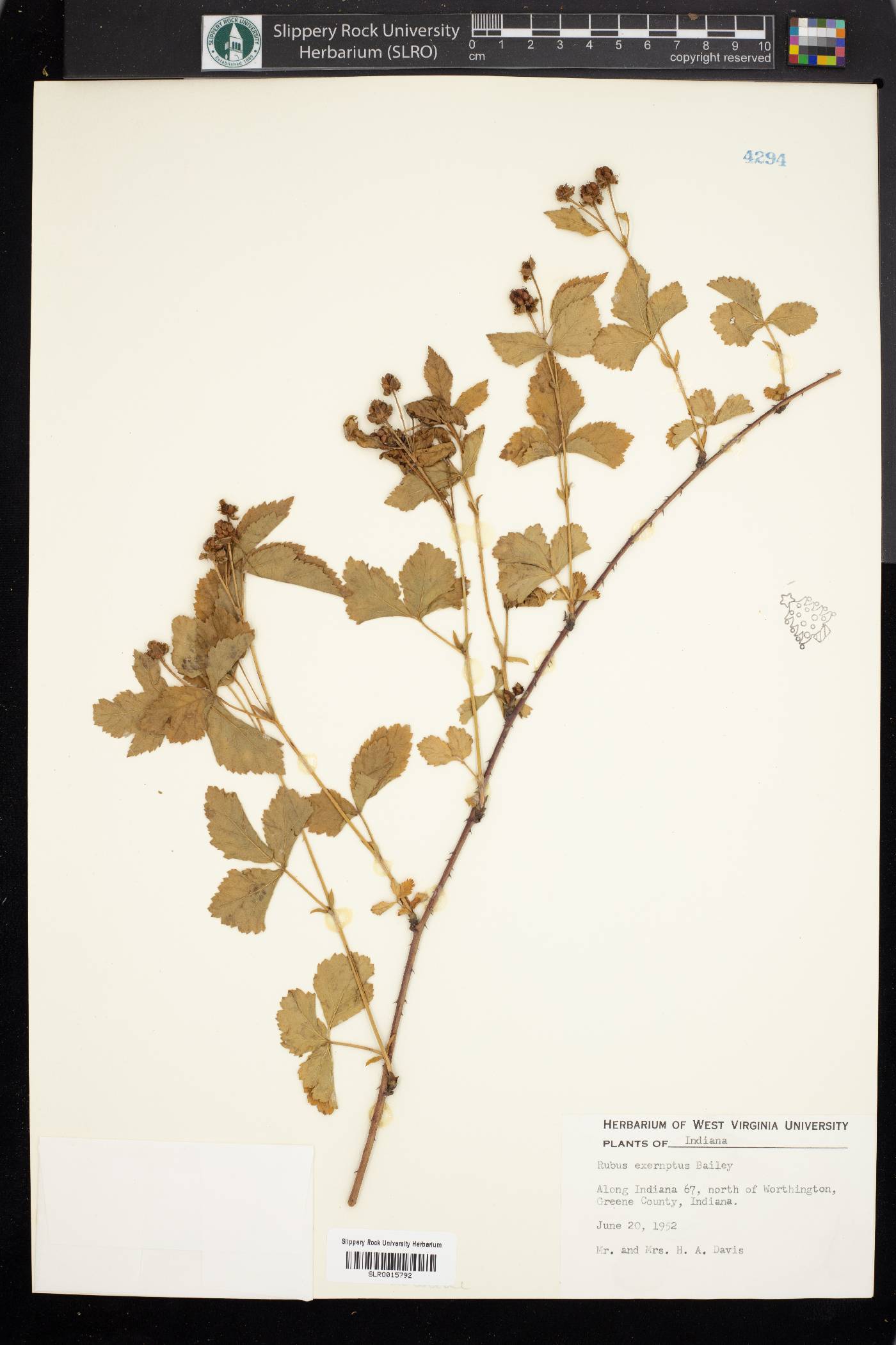 Rubus exemptus image