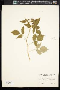 Rubus occidentalis image