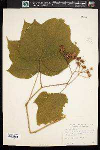 Rubus odoratus image