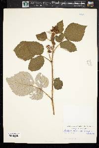 Rubus phoenicolasius image