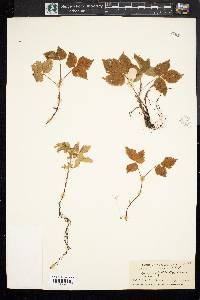 Rubus pubescens image