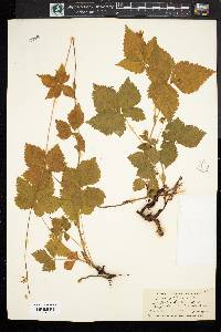 Rubus pubescens image