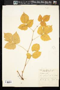 Rubus pubescens image