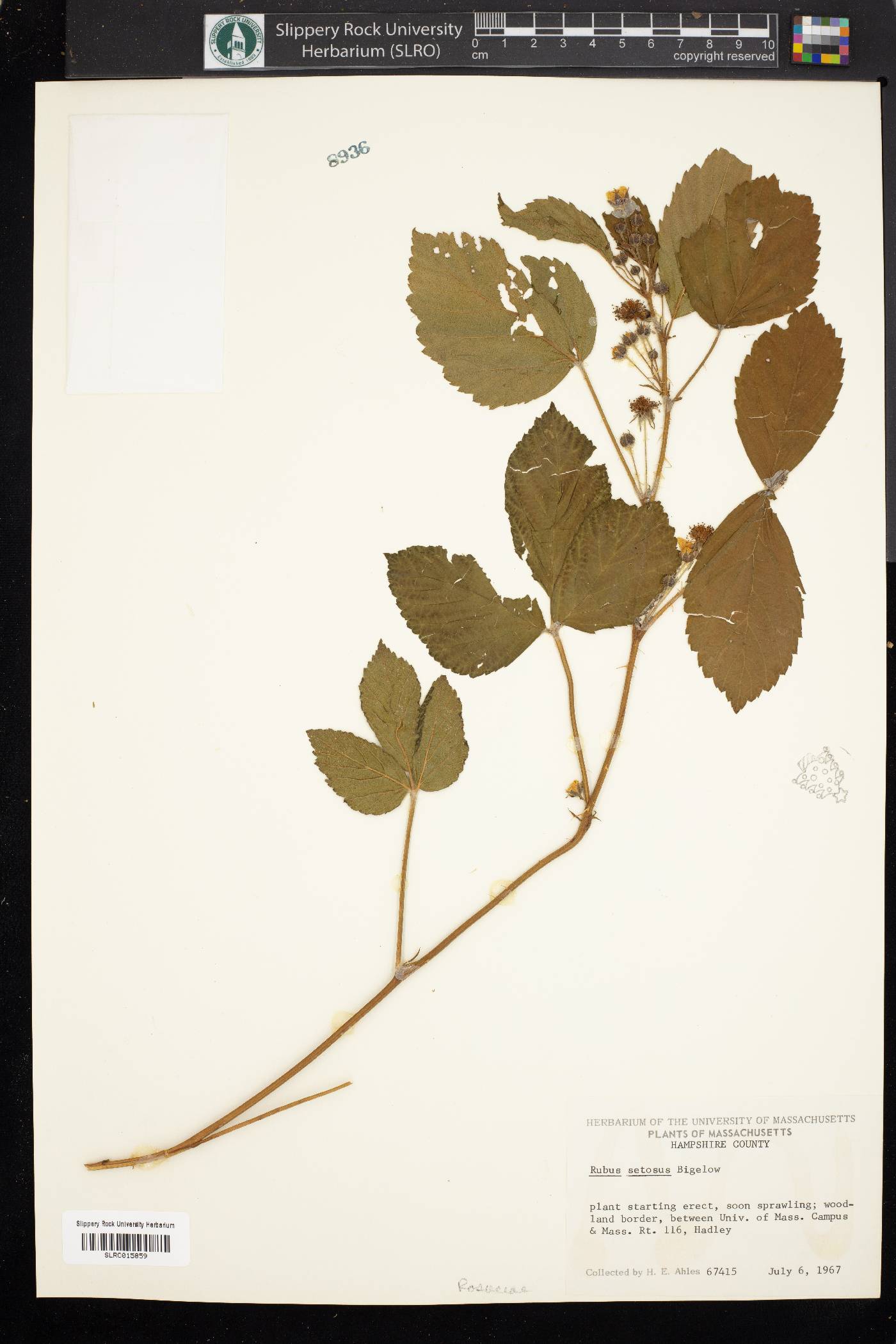 Rubus setosus image