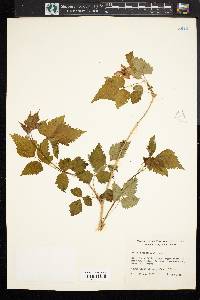 Rubus spectabilis image