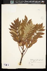 Sorbus americana image