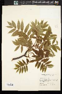 Sorbus americana image