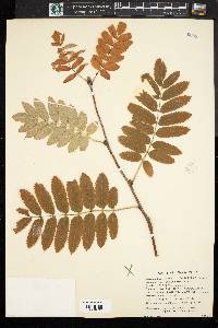 Sorbus americana image