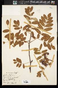 Sorbus americana image