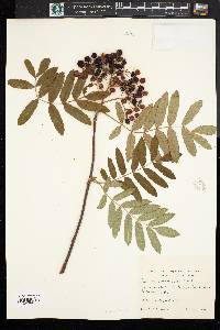 Sorbus americana image