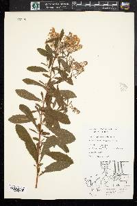 Spiraea alba image