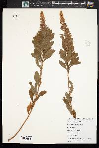 Spiraea alba image