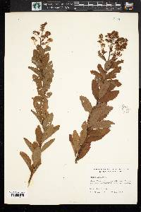 Spiraea alba image