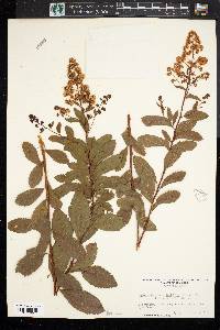 Spiraea alba image