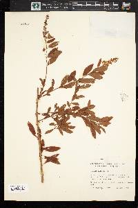 Spiraea alba image