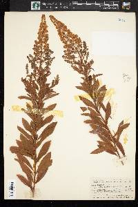 Spiraea alba image