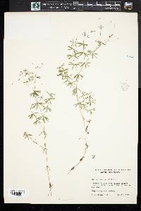 Galium concinnum image