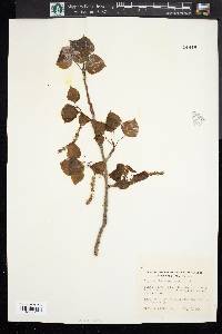 Populus heterophylla image